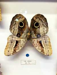Beautiful Butterfly Wonderland