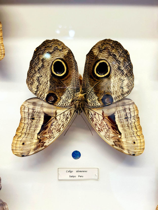 Beautiful Butterfly Wonderland