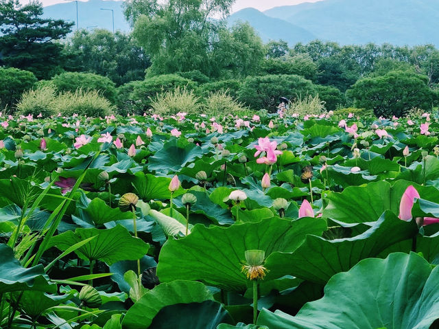 The Lotus Garden in Korea