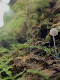 【青森】渓流と多岐に癒される！奥入瀬渓流を『苔さんぽ』
