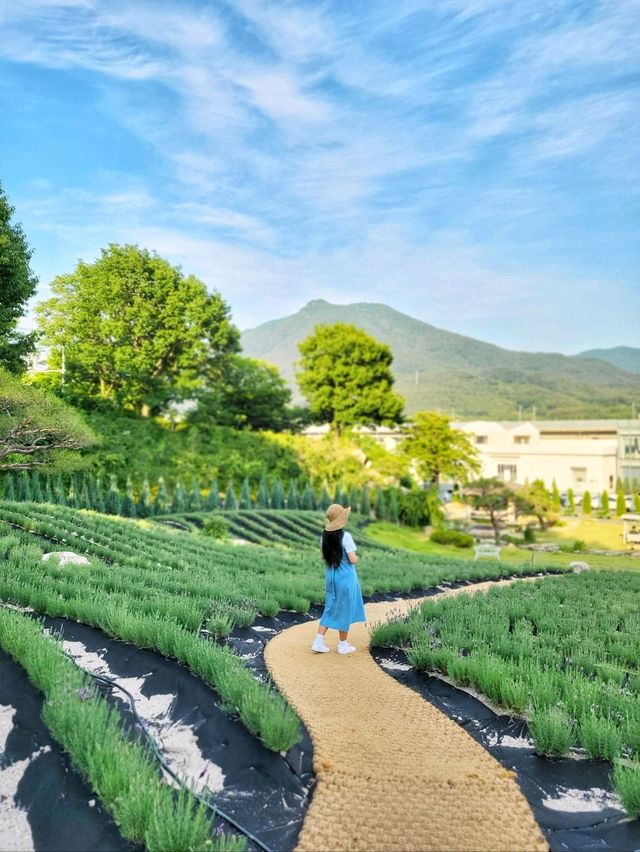 현시각 수국도 라벤더도 다 볼수 있는 양산카페💜