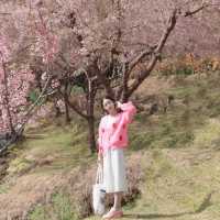 🌸 ซากุระเมืองไทย @ขุนวาง เชียงใหม่