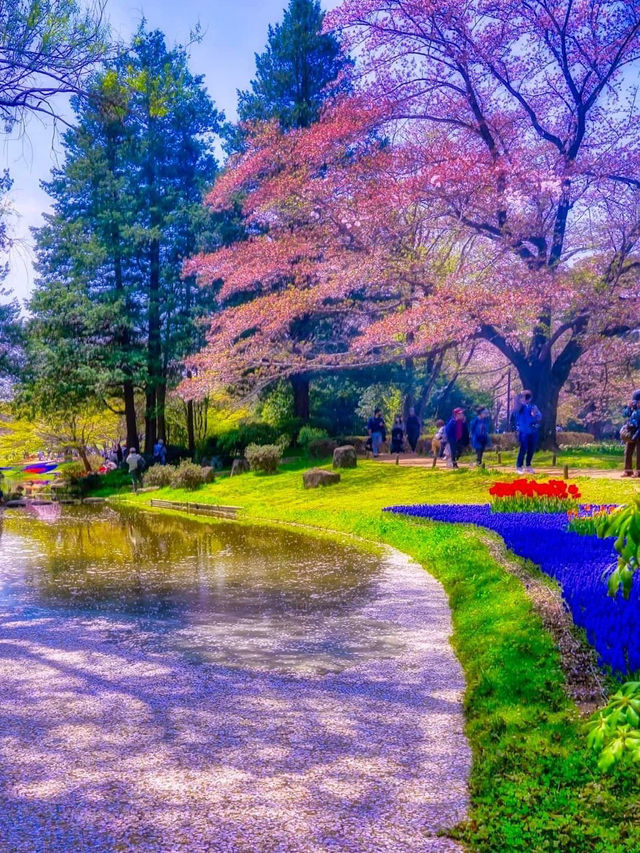 昭和紀念公園賞花