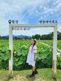 아라연꽃 피는 함안연꽃테마파크🩷