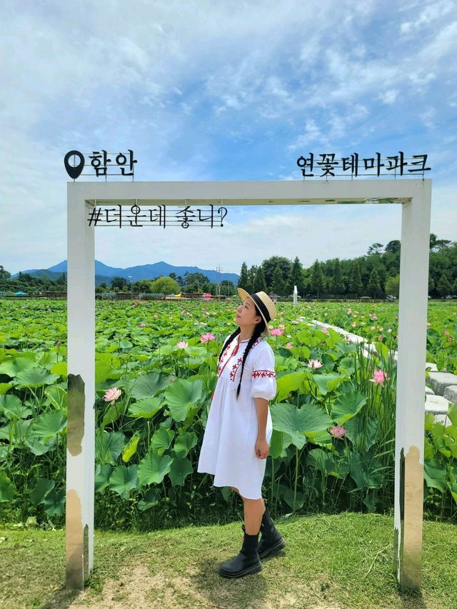 아라연꽃 피는 함안연꽃테마파크🩷