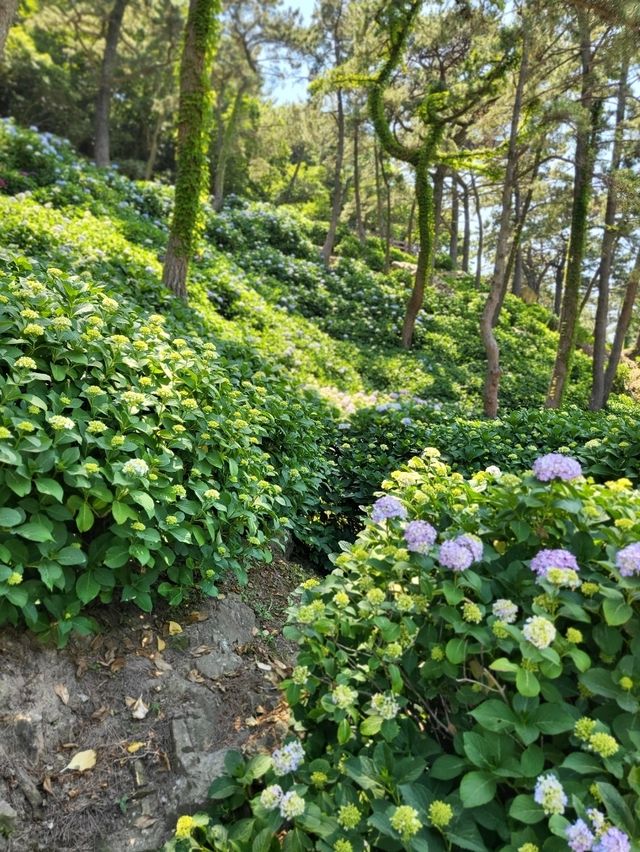 거제도 수국명소 저구항