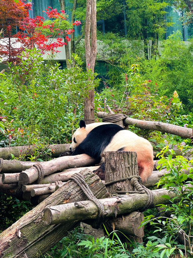 🇨🇳Cute Giants at Dujiangyan Panda Valley 🐼 