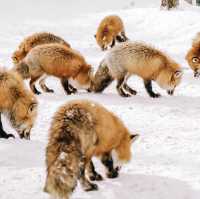 หมู่บ้านจิ้งจอก แห่งเมืองซาโอะ 🦊