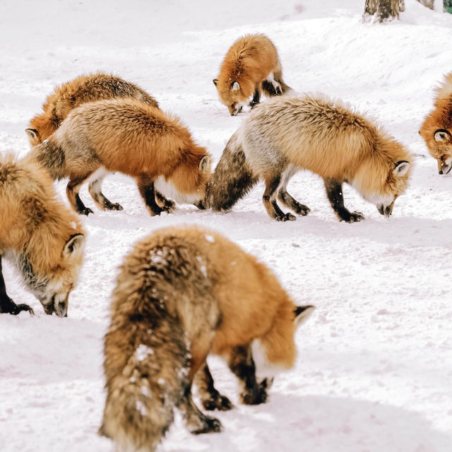 หมู่บ้านจิ้งจอก แห่งเมืองซาโอะ 🦊