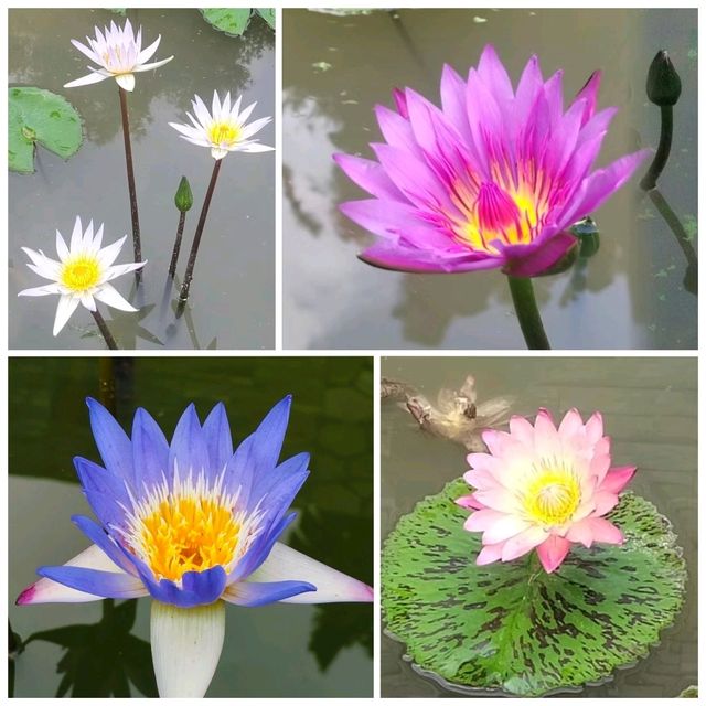 ✨深圳荷花賞~洪湖公園✨