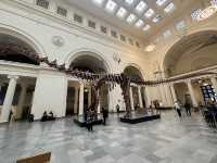 【🇺🇸芝加哥🇺🇸】Field Musuem：暴龍🦖 T Rex 體驗，難忘博物館之旅，適合帶小朋友來震撼教育一下‼️