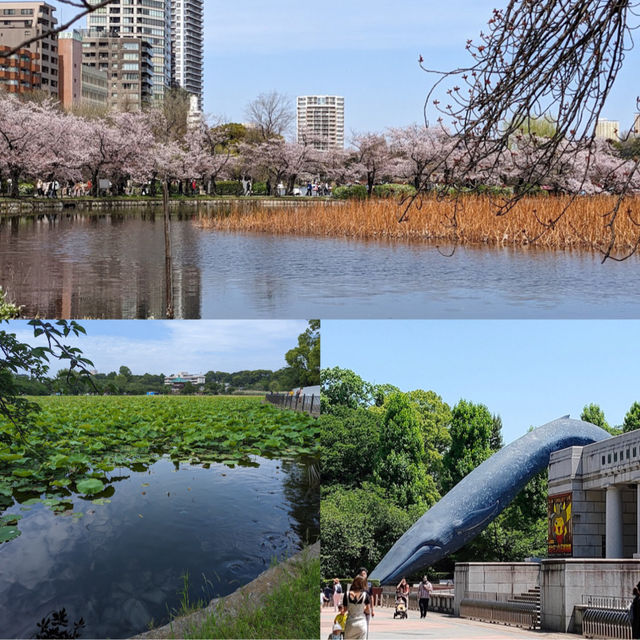 「上野恩賜公園：東京最大公園，適合休憩和旅遊」
