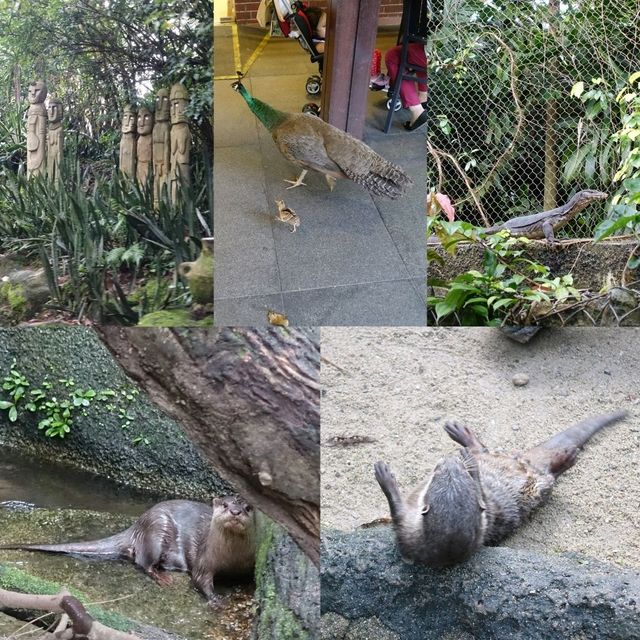 🦦🦧🦍🐟🐗新加坡奇妙野生動物園🦒🦘🐘🦚🐿️