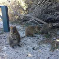 Rottnest Island, my checklist done!