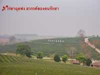 จิบชา ถ่ายรูป ฟิลสีเขียว ไร่ชาฉุยฟง
