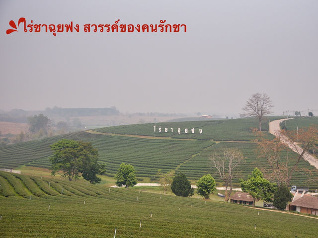 จิบชา ถ่ายรูป ฟิลสีเขียว ไร่ชาฉุยฟง