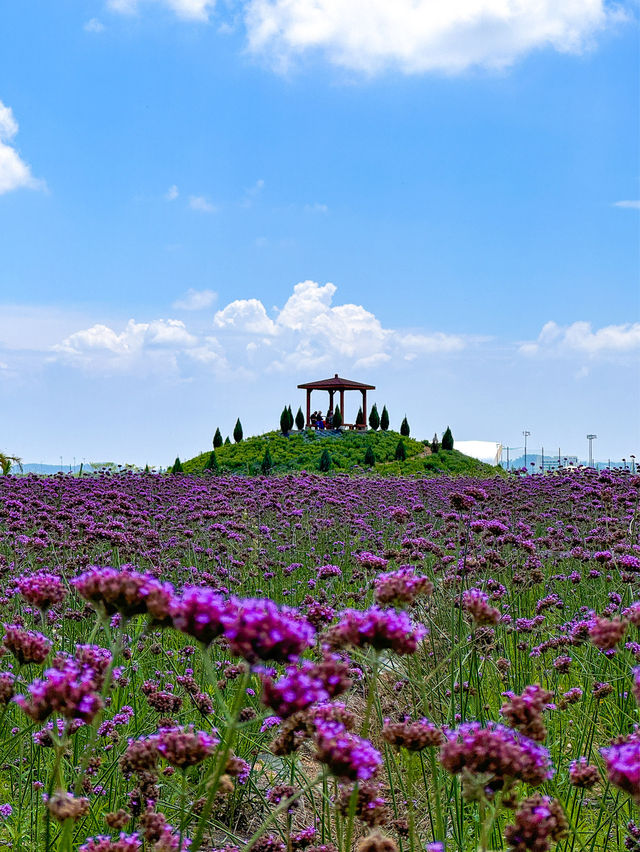 (서울근교) 아직 안유명한 버베나 명소🪻