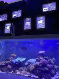 🐠Bangsaen Aquarium ดูปลาที่บางแสน✨