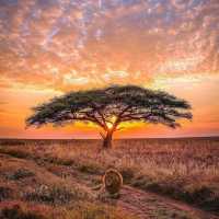 The Ultimate Safari in Serengeti National Park, Tanzania
