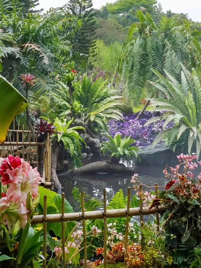 《郊遊》【深圳仙湖植物園】豐富植物景觀，化石森林展示自然奇觀。適合郊遊、中式園林愛好者