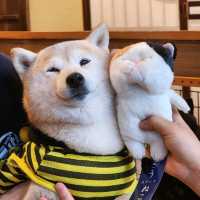 가마쿠라 마메시바🐶 카페에 다녀왔어요!