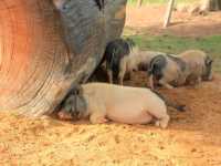เที่ยวชมสัตว์ที่ (Viva Foresta Farm)
