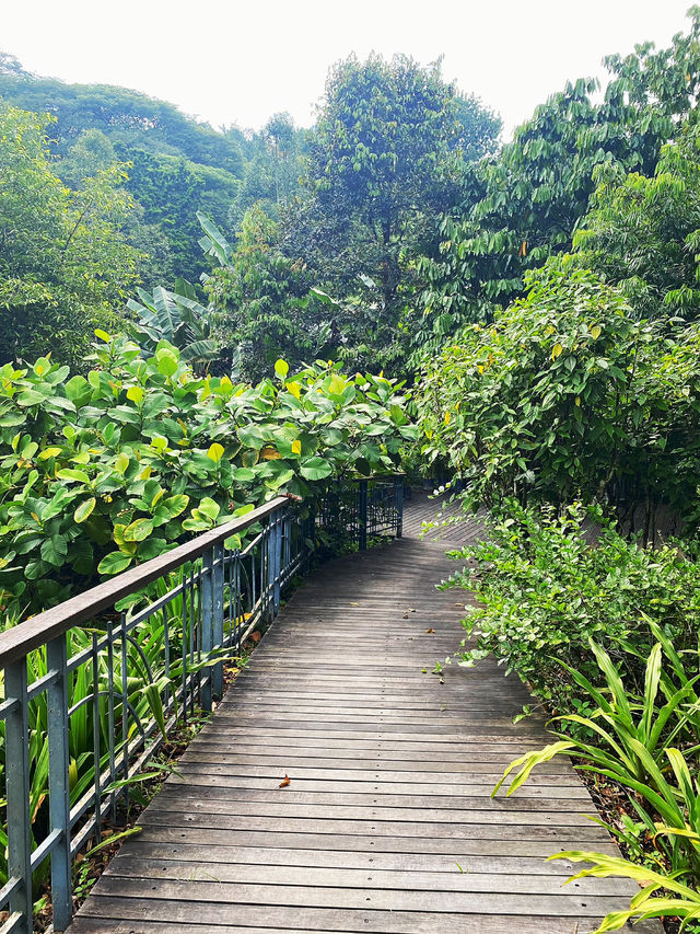 Enjoy the hot weather in the KL garden 🏡🏡