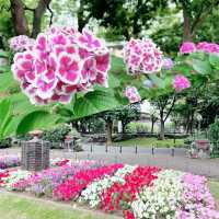 日比谷公園賞花💐💐💐💐💐💐