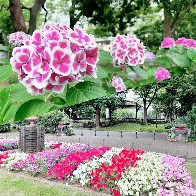 日比谷公園賞花💐💐💐💐💐💐