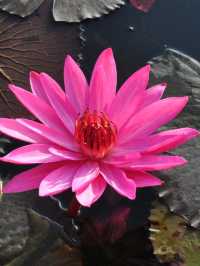 ล่องเรือชมความงามของทะเลบัวแดง
