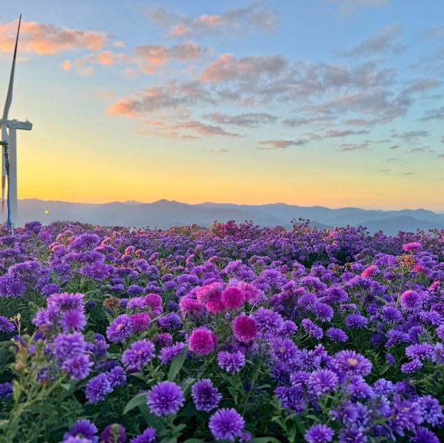 온통 보랏빛물결 거창 감악산 일몰부터 야경까지💜