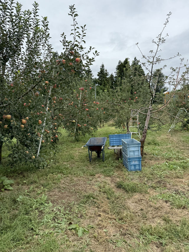 【群馬県/沼田】原田農園で秋の味覚を楽しむ🍇