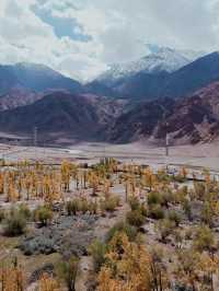 Travelling to Ladakh? Then you must come in autumn season