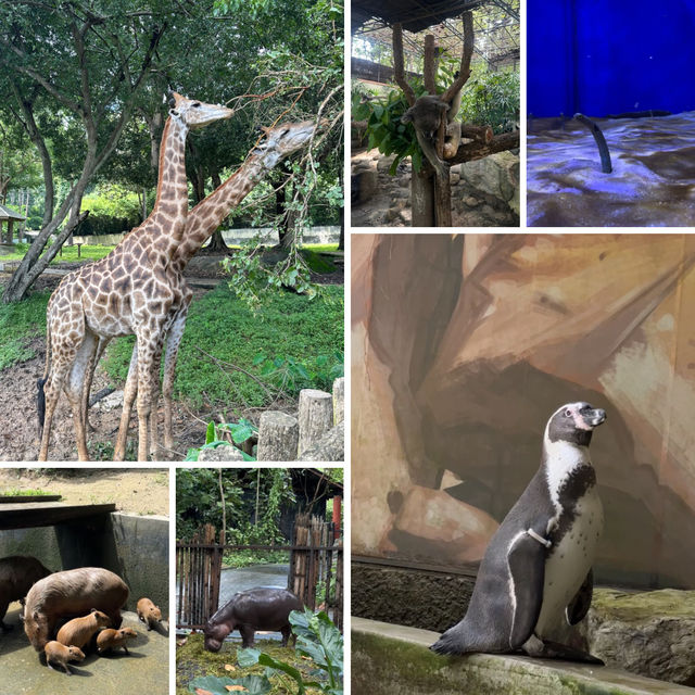 ✨ พาทัวร์สวนสัตว์เชียงใหม่ ⛰️🐨🦒🐘🐢🦋