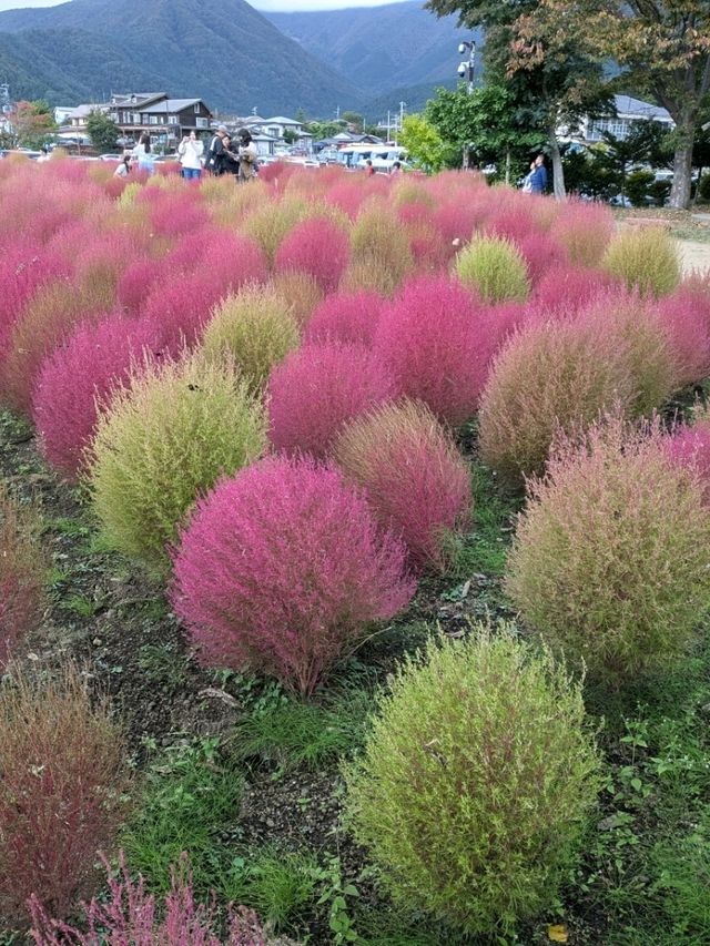 山梨県河口湖/大石公園でコキア