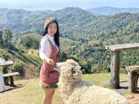 อาข่า ฟาร์มวิลล์ (Akha FarmVille)