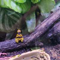 Ocean park Hong Kong :love aquatic wildlife begins with me