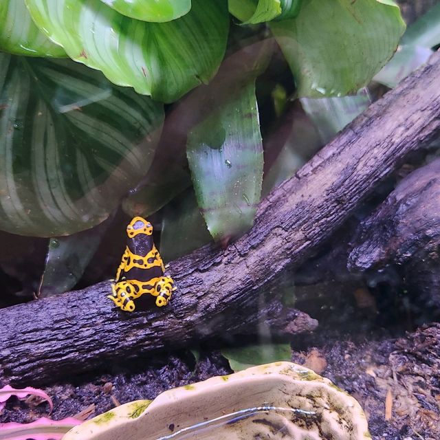 Ocean park Hong Kong :love aquatic wildlife begins with me