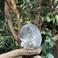 【Brisbane】コアラの楽園　ローンパイン・コアラ・サンクチュアリ