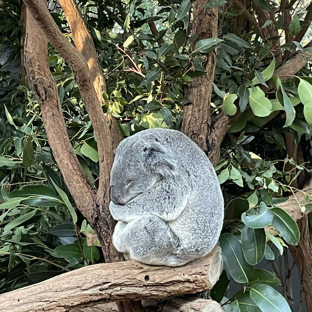【Brisbane】コアラの楽園　ローンパイン・コアラ・サンクチュアリ