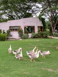 JUDY'S HOME คาเฟ่เมืองลำพูนกับน้องห่านสุดน่ารัก