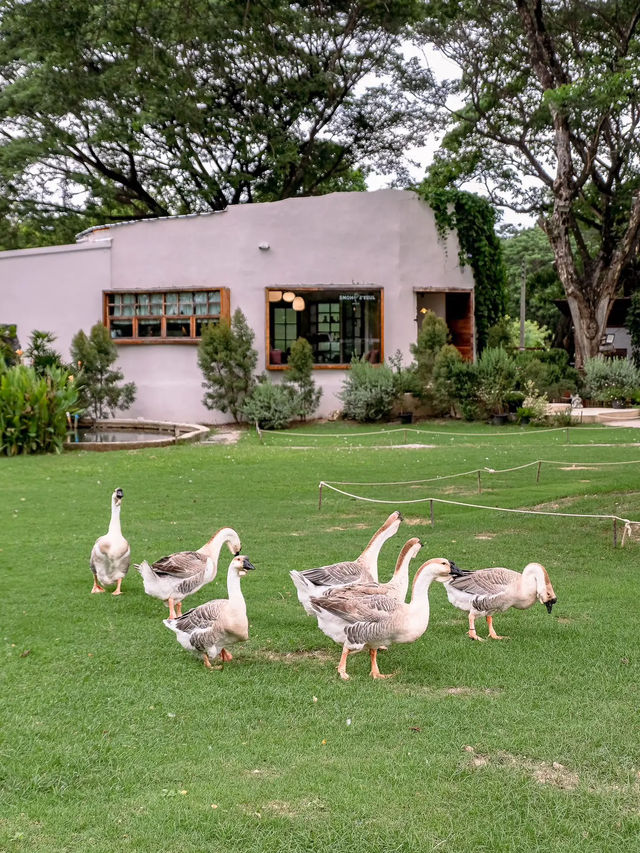 JUDY'S HOME คาเฟ่เมืองลำพูนกับน้องห่านสุดน่ารัก
