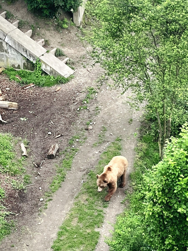 瑞士🇨🇭伯爾尼Bern｜愛因斯坦故居🏡超美中世紀建築🏰在大街上的熊公園🐻