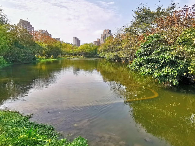 台北賞花好去處🪻大安森林公園🌺