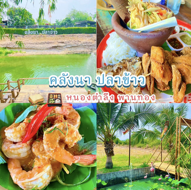 คลังนา ปลาข้าว
