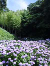名古屋打卡聖地：形原溫泉紫陽花祭 