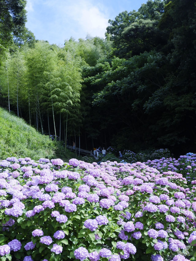 名古屋打卡聖地：形原溫泉紫陽花祭 