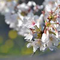 焼津（静岡）/桜スポット🌸