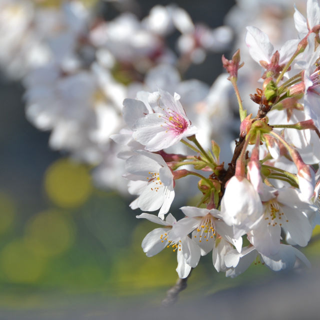 焼津（静岡）/桜スポット🌸