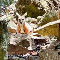 Adelaide Cleland Wildlife Park